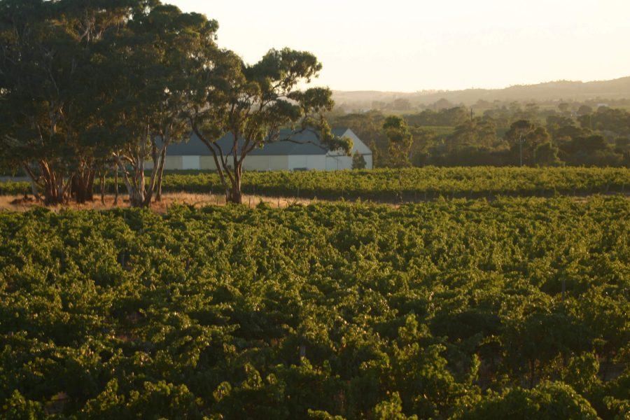 A view of the lush green vineyard of Rolf Binder in South Australia, set against the backdrop of a winery and rolling hills. 